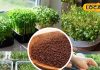 Gardening Tips: घर बैठे उगाएं हेल्दी माइक्रोग्रीन्स! सरसों के छोटे पौधों में छिपा बड़ा पोषण राज!