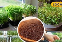 Gardening Tips: घर बैठे उगाएं हेल्दी माइक्रोग्रीन्स! सरसों के छोटे पौधों में छिपा बड़ा पोषण राज!