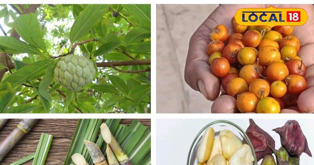 सर्दियों में शरीर को बनाएं फिट, इन 5 फलों के साथ करें स्वादिष्ट शुरुआत, दिन और रात रहेंगे फिट