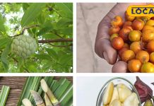 सर्दियों में शरीर को बनाएं फिट, इन 5 फलों के साथ करें स्वादिष्ट शुरुआत, दिन और रात रहेंगे फिट