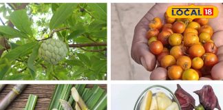 सर्दियों में शरीर को बनाएं फिट, इन 5 फलों के साथ करें स्वादिष्ट शुरुआत, दिन और रात रहेंगे फिट