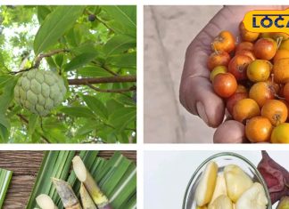 सर्दियों में शरीर को बनाएं फिट, इन 5 फलों के साथ करें स्वादिष्ट शुरुआत, दिन और रात रहेंगे फिट