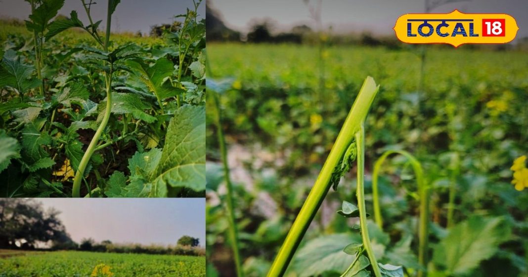भरतपुर में सर्दियों में सरसों के साग की असली पहचान और सेहत के फायदे.