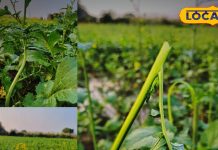 भरतपुर में सर्दियों में सरसों के साग की असली पहचान और सेहत के फायदे.