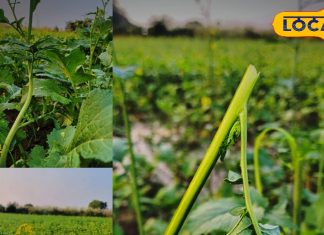 भरतपुर में सर्दियों में सरसों के साग की असली पहचान और सेहत के फायदे.