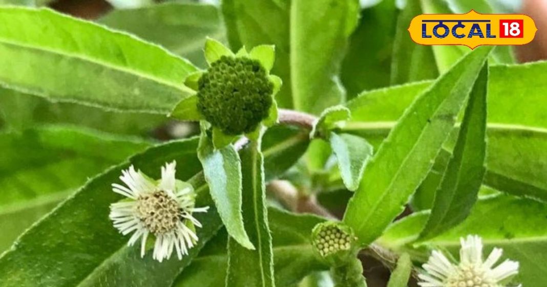 खुरदरे पत्तों वाला ये पौधा है ‘बालों का राजा’… लिवर, त्वचा, और पीलिया की अचूक दवा