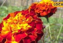 Health Tips: खुजली-दाद का दुश्मन है ये फूल…आंखों तक के लिए है फायदेमंद! एक्सपर्ट से जानें इसका राज – Jharkhand News