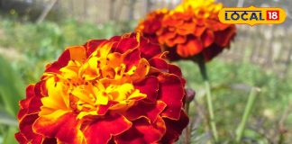 Health Tips: खुजली-दाद का दुश्मन है ये फूल…आंखों तक के लिए है फायदेमंद! एक्सपर्ट से जानें इसका राज – Jharkhand News