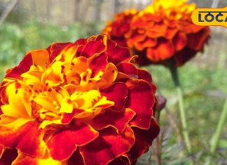 Health Tips: खुजली-दाद का दुश्मन है ये फूल…आंखों तक के लिए है फायदेमंद! एक्सपर्ट से जानें इसका राज – Jharkhand News