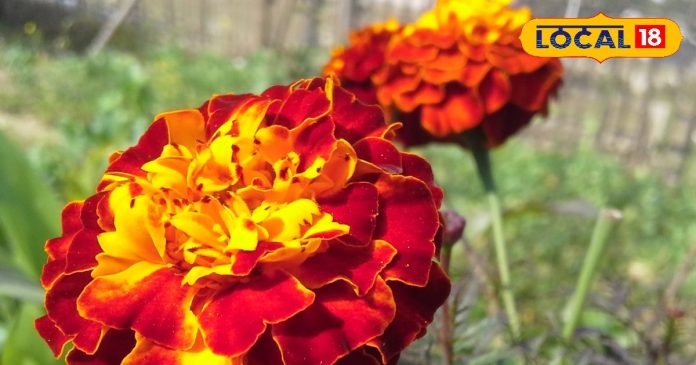 HYP_5563447_cropped_07112025_011932_marigold_flower_genda_ful__2-16x9.jpg