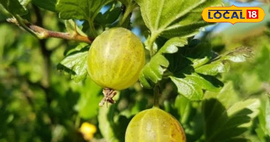 Amla Murabba Recipe: सर्दियों की ठंड भगाएगी ये एक चीज! शरीर रहेगा गर्म, बीमारियां रहेंगी कोसों दूर