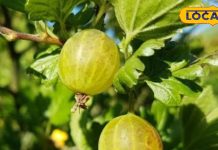 Amla Murabba Recipe: सर्दियों की ठंड भगाएगी ये एक चीज! शरीर रहेगा गर्म, बीमारियां रहेंगी कोसों दूर