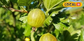 Amla Murabba Recipe: सर्दियों की ठंड भगाएगी ये एक चीज! शरीर रहेगा गर्म, बीमारियां रहेंगी कोसों दूर