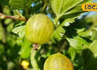 Amla Murabba Recipe: सर्दियों की ठंड भगाएगी ये एक चीज! शरीर रहेगा गर्म, बीमारियां रहेंगी कोसों दूर