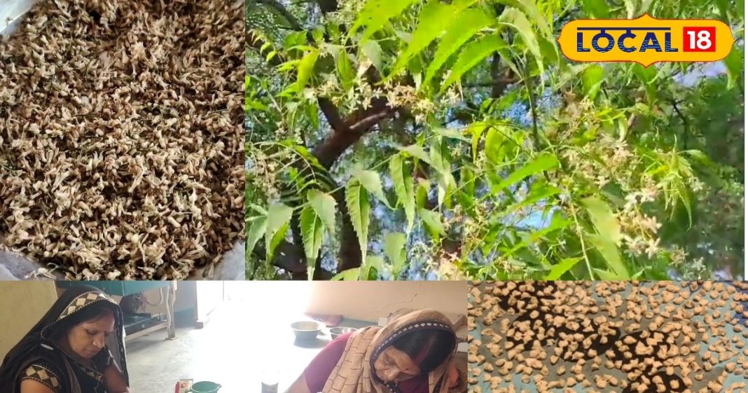 शुगर वालों के लिए वरदान! नीम फूल की बड़ी के गजब फायदे, बाजार में मची जबरदस्त डिमांड