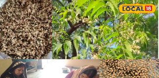 शुगर वालों के लिए वरदान! नीम फूल की बड़ी के गजब फायदे, बाजार में मची जबरदस्त डिमांड