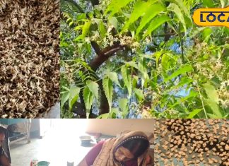 शुगर वालों के लिए वरदान! नीम फूल की बड़ी के गजब फायदे, बाजार में मची जबरदस्त डिमांड