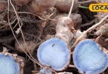 खांसी, पेट दर्द या ब्लड शुगर…काली हल्दी हर समस्या में क्यों फायदेमंद है? जानें अद्भुत औषधीय फायदे – Uttar Pradesh News