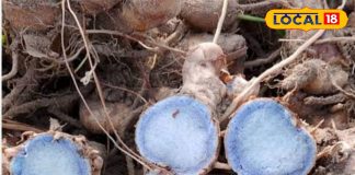 खांसी, पेट दर्द या ब्लड शुगर…काली हल्दी हर समस्या में क्यों फायदेमंद है? जानें अद्भुत औषधीय फायदे – Uttar Pradesh News