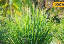 पाचन से लेकर जोड़ों तक…. कैसे छोटा सा पौधा बदल सकता है सेहत, बच्चों और बड़ों के लिए फायदेमंद – Uttar Pradesh News