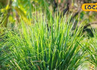 पाचन से लेकर जोड़ों तक…. कैसे छोटा सा पौधा बदल सकता है सेहत, बच्चों और बड़ों के लिए फायदेमंद – Uttar Pradesh News