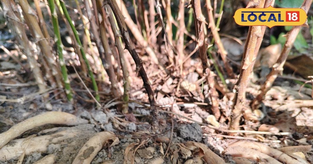 दूध और शहद के साथ शतावर, महिलाओं और बच्चों के लिए फायदेमंद, जानिए कीमत और उगाने का तरीका – Uttar Pradesh News