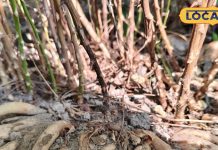 दूध और शहद के साथ शतावर, महिलाओं और बच्चों के लिए फायदेमंद, जानिए कीमत और उगाने का तरीका – Uttar Pradesh News