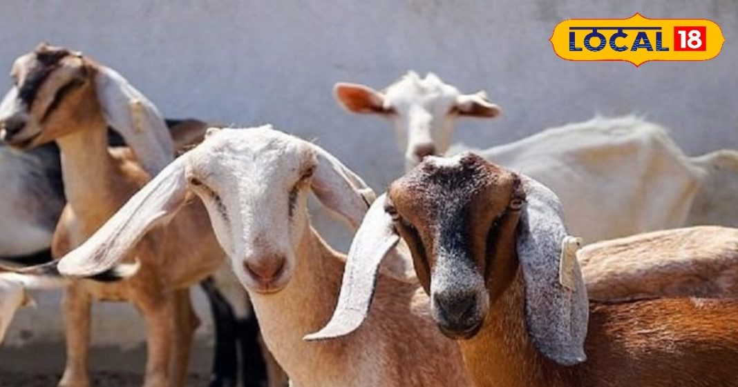 नवजातों के लिए अमृत बकरी का दूध! गाय-भैंस से ज्यादा फायदेमंद, इन बीमारियों का रामबाण इलाज