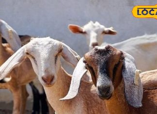 नवजातों के लिए अमृत बकरी का दूध! गाय-भैंस से ज्यादा फायदेमंद, इन बीमारियों का रामबाण इलाज