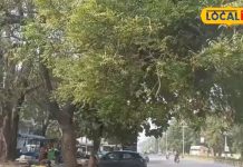 Neem Side Effects: नीम हर मर्ज की दवा नहीं! गलत तरीके से खाया तो हो सकता बड़ा नुकसान, एक्सपर्ट ने दी चेतावनी