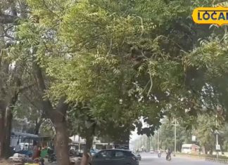 Neem Side Effects: नीम हर मर्ज की दवा नहीं! गलत तरीके से खाया तो हो सकता बड़ा नुकसान, एक्सपर्ट ने दी चेतावनी