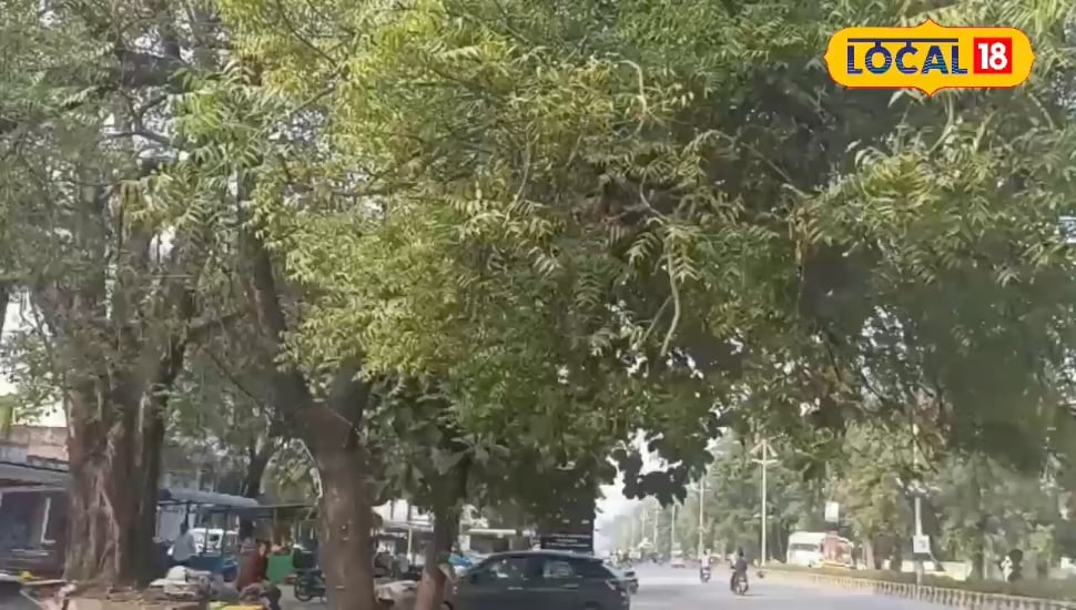 Neem Side Effects: नीम हर मर्ज की दवा नहीं! गलत तरीके से खाया तो हो सकता बड़ा नुकसान, एक्सपर्ट ने दी चेतावनी