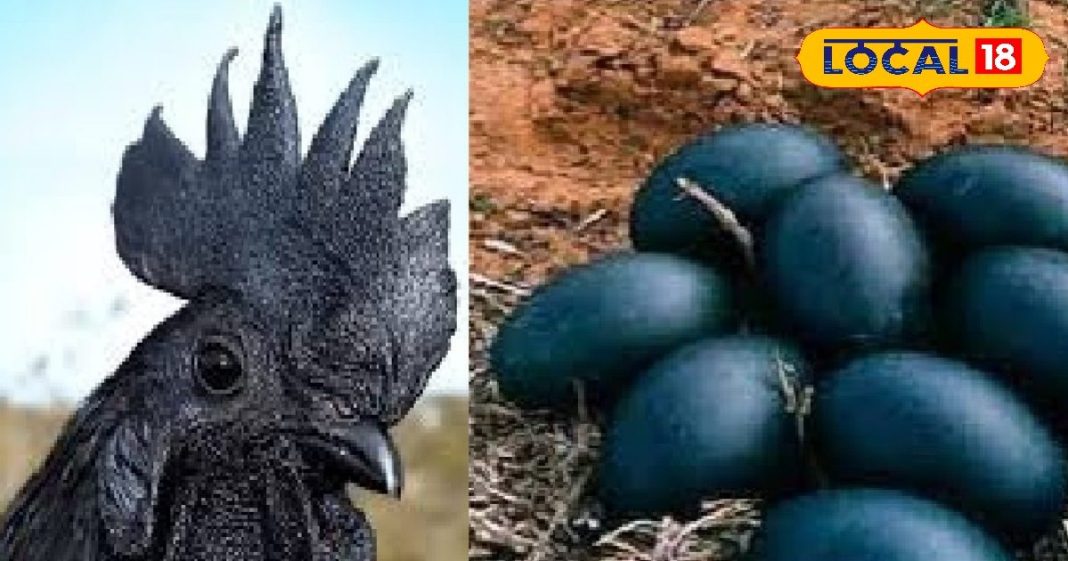 सर्दियों का सुपरफूड कड़कनाथ अंडा! एक्सपर्ट ने गिनाए फायदे, आपको जरूर जानने चाहिए