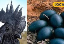 सर्दियों का सुपरफूड कड़कनाथ अंडा! एक्सपर्ट ने गिनाए फायदे, आपको जरूर जानने चाहिए