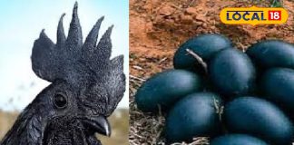 सर्दियों का सुपरफूड कड़कनाथ अंडा! एक्सपर्ट ने गिनाए फायदे, आपको जरूर जानने चाहिए