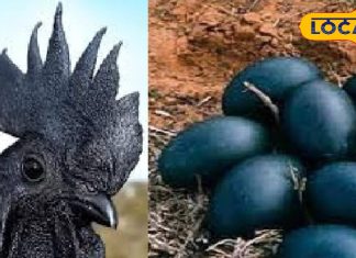 सर्दियों का सुपरफूड कड़कनाथ अंडा! एक्सपर्ट ने गिनाए फायदे, आपको जरूर जानने चाहिए