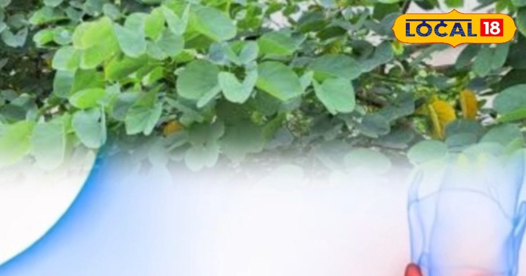 Tips and Tricks: तितली जैसी पत्तियों में छुपा है नेचुरल इलाज! थायराइड से लेकर हार्मोनल प्रॉब्लम तक सबका इलाज – Madhya Pradesh News