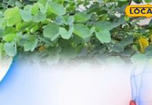 Tips and Tricks: तितली जैसी पत्तियों में छुपा है नेचुरल इलाज! थायराइड से लेकर हार्मोनल प्रॉब्लम तक सबका इलाज – Madhya Pradesh News