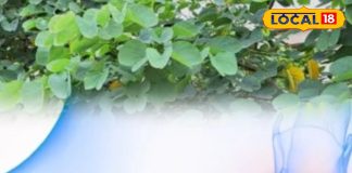 Tips and Tricks: तितली जैसी पत्तियों में छुपा है नेचुरल इलाज! थायराइड से लेकर हार्मोनल प्रॉब्लम तक सबका इलाज – Madhya Pradesh News