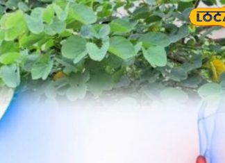 Tips and Tricks: तितली जैसी पत्तियों में छुपा है नेचुरल इलाज! थायराइड से लेकर हार्मोनल प्रॉब्लम तक सबका इलाज – Madhya Pradesh News