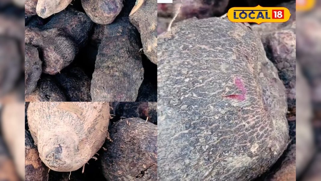 फाइबर और आयरन से भरपूर यह सब्जी, सेहत और स्वाद का है संगम, जानें सेवन के फायदे