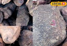 फाइबर और आयरन से भरपूर यह सब्जी, सेहत और स्वाद का है संगम, जानें सेवन के फायदे