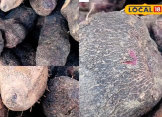 फाइबर और आयरन से भरपूर यह सब्जी, सेहत और स्वाद का है संगम, जानें सेवन के फायदे