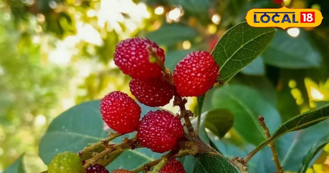 Health tips : ये नन्हा फल पहाड़ों की तंदुरुस्ती, असली खजाना यही, उत्तराखंड के इन 4 जिलों की जान – Uttarakhand News