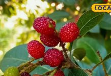 Health tips : ये नन्हा फल पहाड़ों की तंदुरुस्ती, असली खजाना यही, उत्तराखंड के इन 4 जिलों की जान – Uttarakhand News