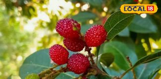 Health tips : ये नन्हा फल पहाड़ों की तंदुरुस्ती, असली खजाना यही, उत्तराखंड के इन 4 जिलों की जान – Uttarakhand News