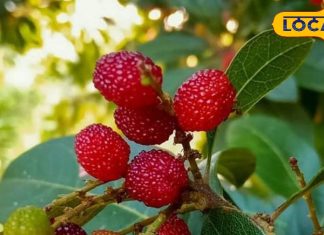 Health tips : ये नन्हा फल पहाड़ों की तंदुरुस्ती, असली खजाना यही, उत्तराखंड के इन 4 जिलों की जान – Uttarakhand News