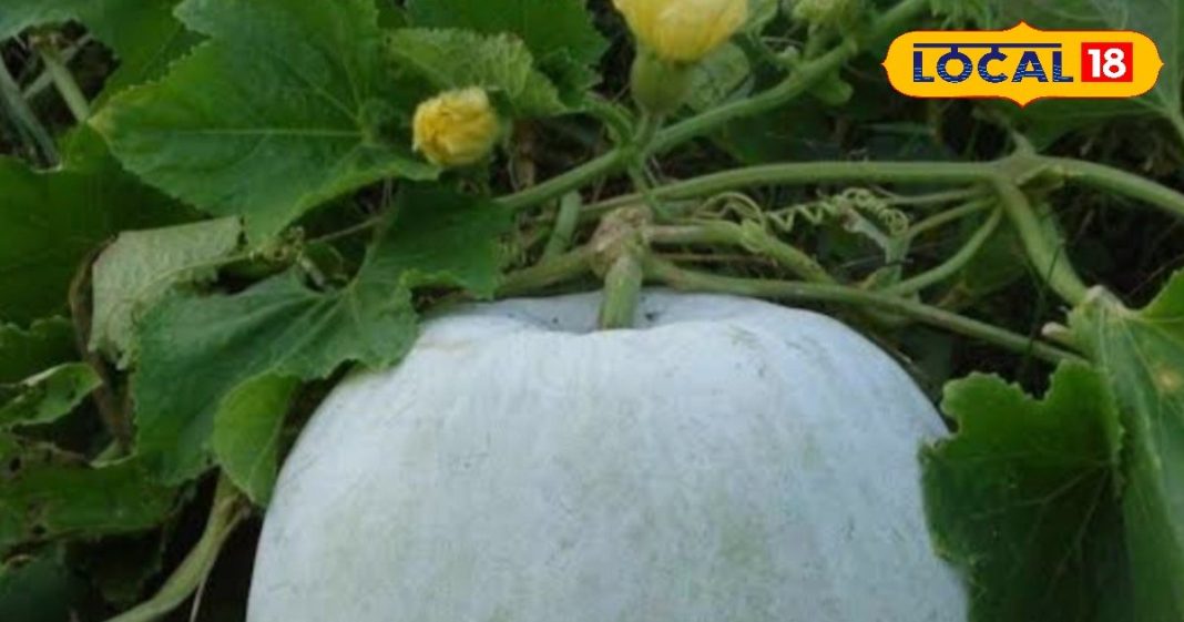 ये सफेद चीज धांसू डॉक्टर! पेट के लिए वरदान, सर्दियों में भी आए काम, पत्ते रोक देंगे बहता खून, जानें और फायदे – Madhya Pradesh News