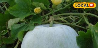 ये सफेद चीज धांसू डॉक्टर! पेट के लिए वरदान, सर्दियों में भी आए काम, पत्ते रोक देंगे बहता खून, जानें और फायदे – Madhya Pradesh News