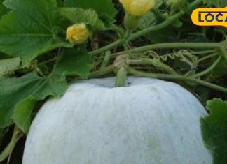 ये सफेद चीज धांसू डॉक्टर! पेट के लिए वरदान, सर्दियों में भी आए काम, पत्ते रोक देंगे बहता खून, जानें और फायदे – Madhya Pradesh News